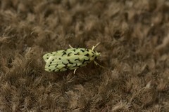 Izatha peroneanella