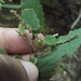 Acalypha verbenacea Standl.