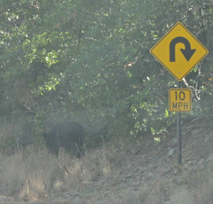Ursus americanus eremicus