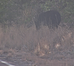 Ursus americanus eremicus