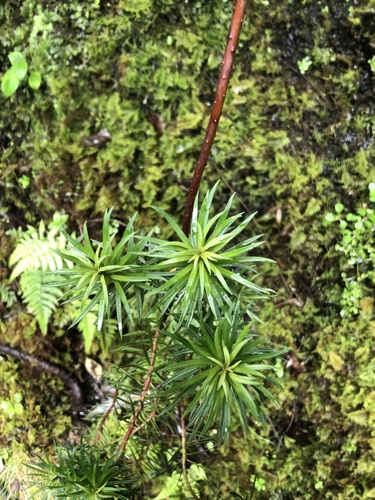 Lysimachia remyi observed 2023-05-28