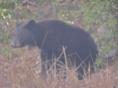 Ursus americanus eremicus