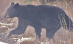 Ursus americanus eremicus