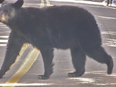 Ursus americanus eremicus