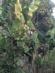 Musa balbisiana