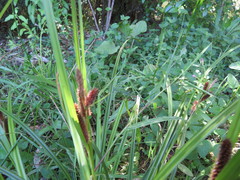 Carex lambertiana