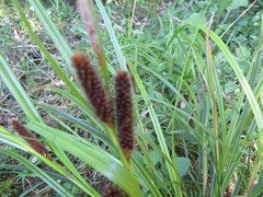Carex lambertiana