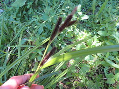 Carex lambertiana