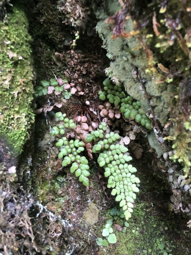 Sadleria squarrosa observed 2023-05-28