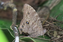 Melanitis leda leda