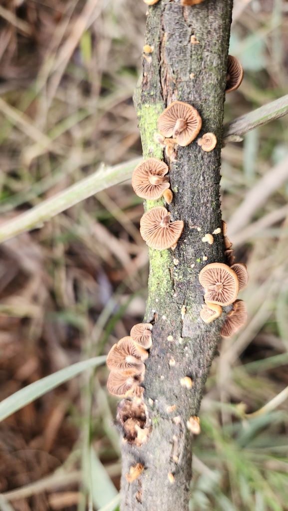 Deconica horizontalis · May 2023 · photo: © laflorifunga_ (iNaturalist, cc-by)