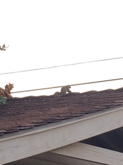 Sciurus niger