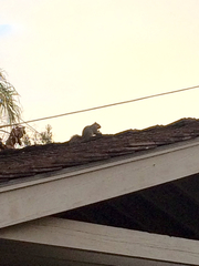 Sciurus niger