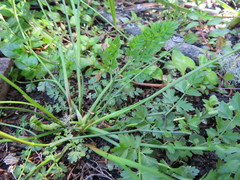 Oenanthe pimpinelloides