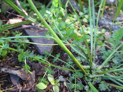 Oenanthe pimpinelloides