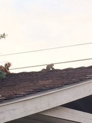 Sciurus niger