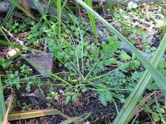 Oenanthe pimpinelloides