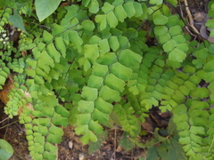 Adiantum amplum