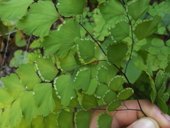Adiantum amplum