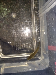 Rhinogobius candidianus