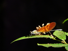 Mnais andersoni