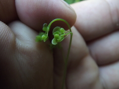 Adiantum amplum