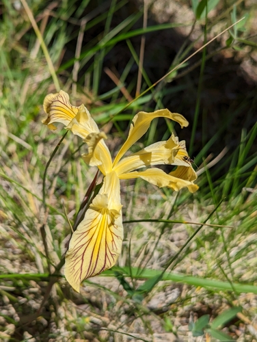 Image of Iris bracteata by (c) David Anderson, some rights reserved (CC BY)