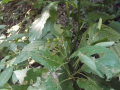 Dendropanax