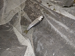 Opsariichthys pachycephalus