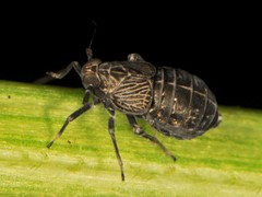 Pissonotus