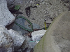 Leptophis diplotropis forreri