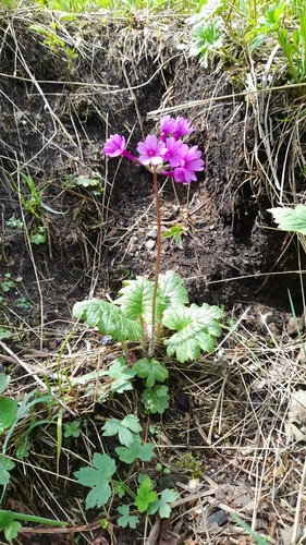 Primula kaufmanniana, photograph 1