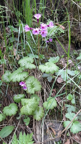 Primula kaufmanniana, photograph 2