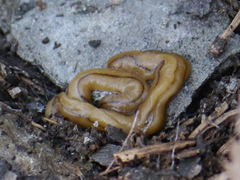 Bipalium adventitium