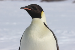 Aptenodytes forsteri