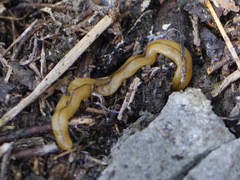 Bipalium adventitium