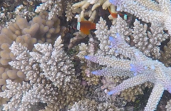 Amphiprion barberi