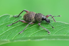 Metapocyrtus adspersus