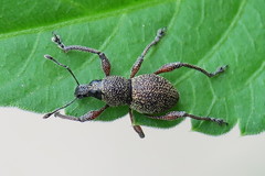 Metapocyrtus adspersus