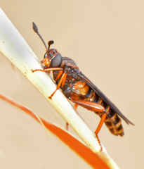 Phyllomydas parvulus