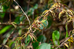 Scurrula