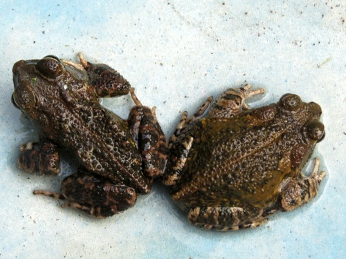 Marbled Toad
