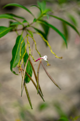 Rauvolfia