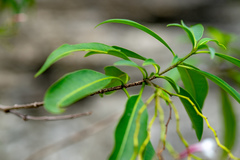 Rauvolfia