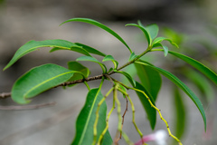 Rauvolfia