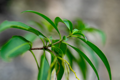 Rauvolfia