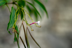Rauvolfia