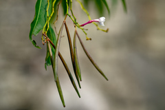 Rauvolfia