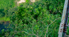 Rauvolfia