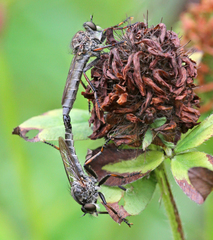 Machimus novaescotiae